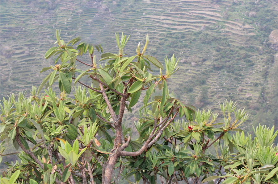 Sajilo Khoj