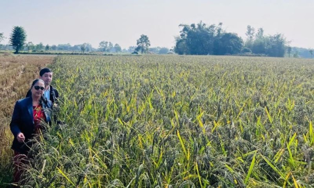 Sajilo Khoj