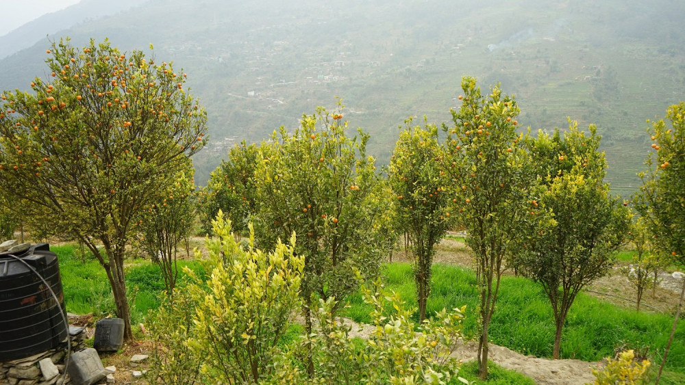 Sajilo Khoj