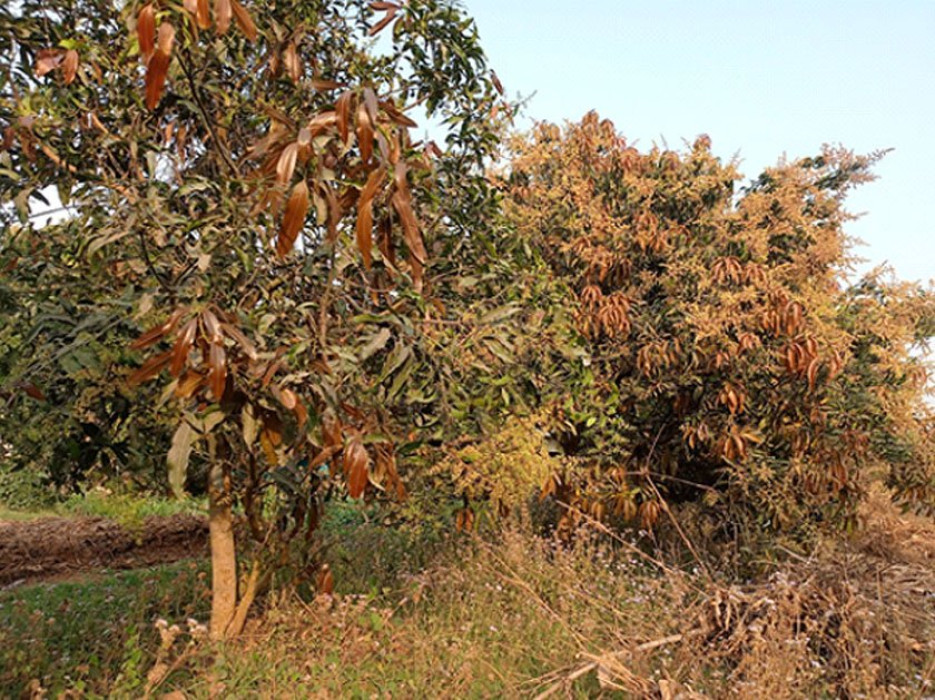 Sajilo Khoj
